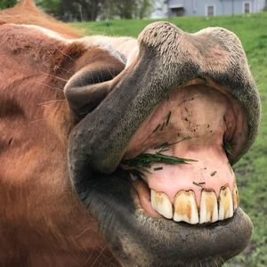 Meet your Posher, Autumn